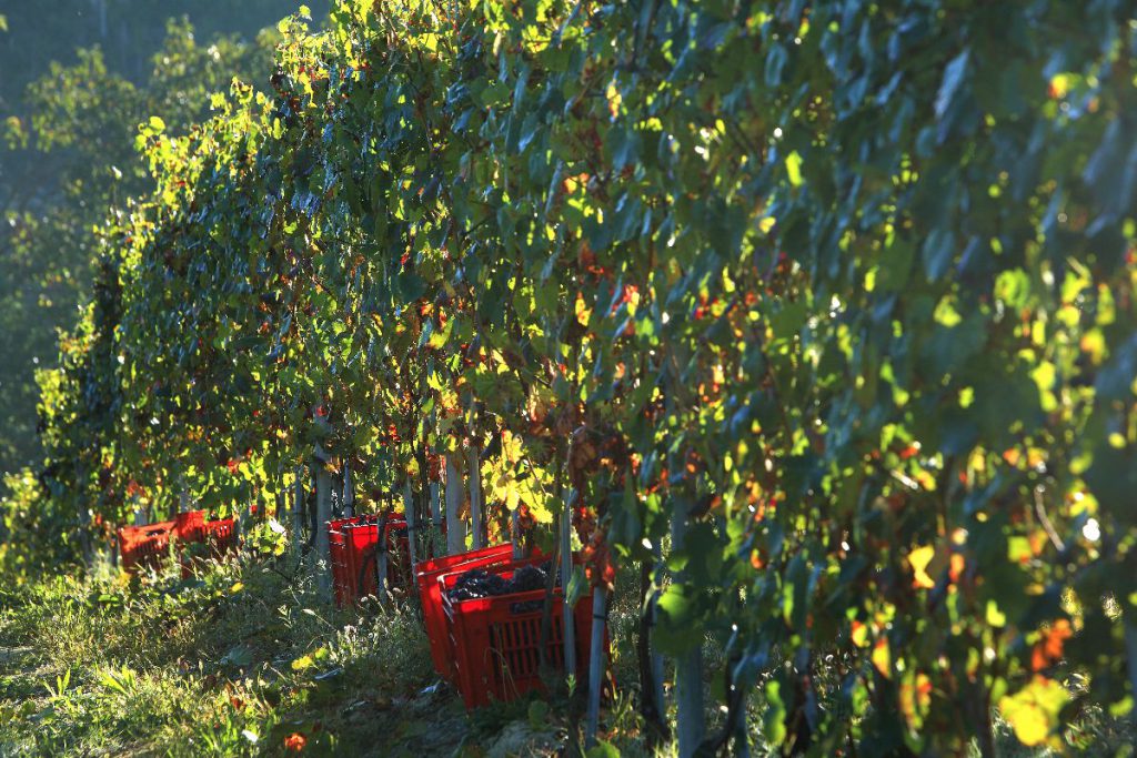 Un vigneto cuneese in piena produzione