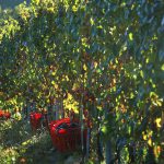 Un vigneto cuneese in piena produzione