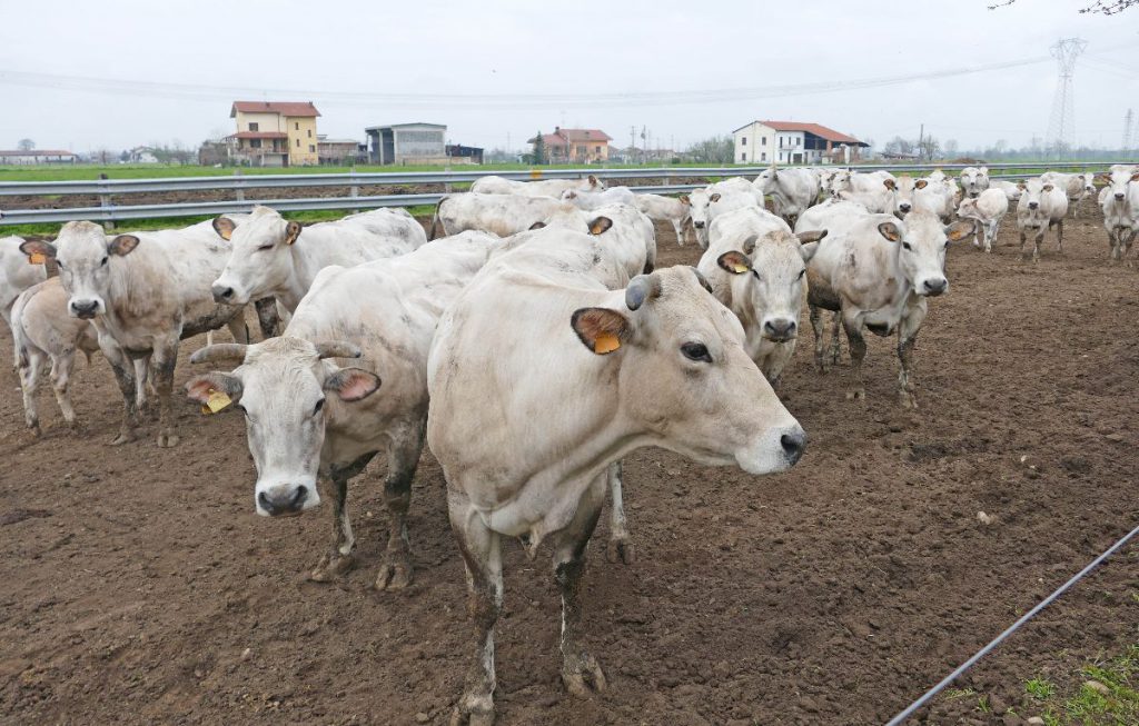 Un tipico allevamento di bovini di razza Piemontese in provincia di Cuneo