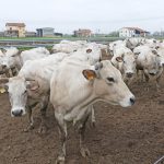 Un tipico allevamento di bovini di razza Piemontese in provincia di Cuneo