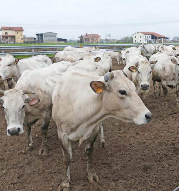 Un tipico allevamento di bovini di razza Piemontese in provincia di Cuneo